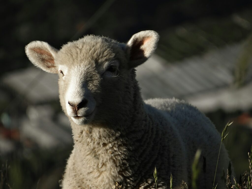Lamb of God